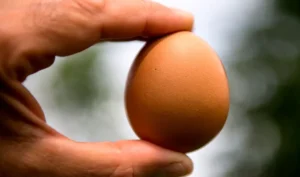 Los huevos son vida